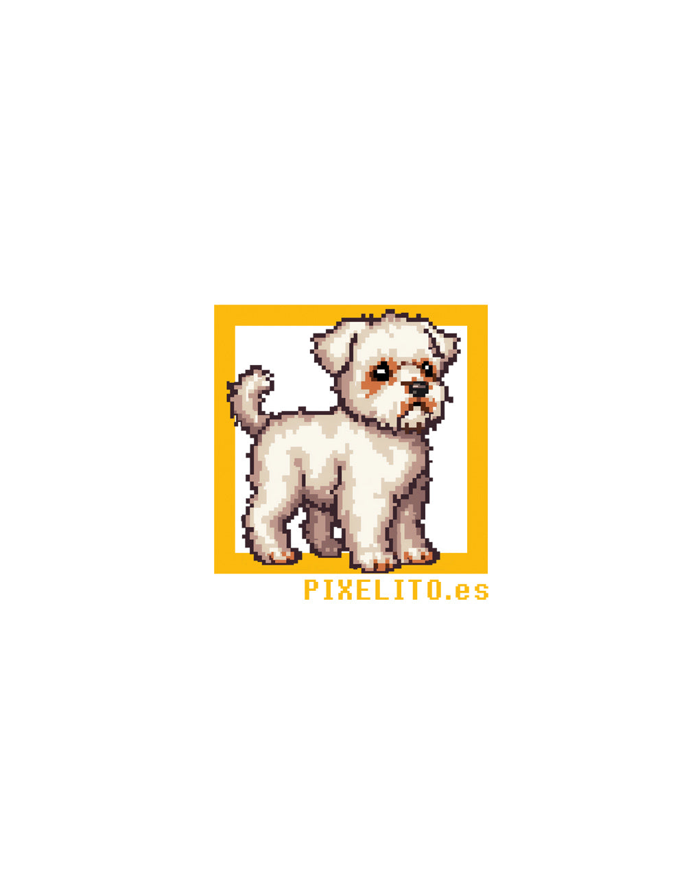 Bichón habanero - 023PX